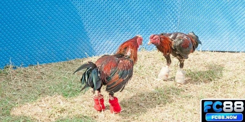 3 điểm nổi bật giúp đá gà GA28 được săn đón
