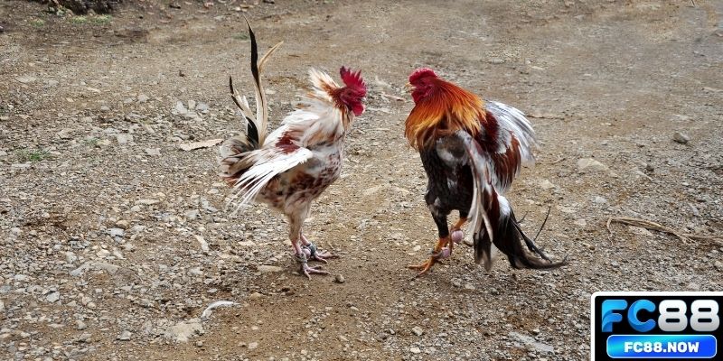 Điểm nhấn nổi bật của đá gà
