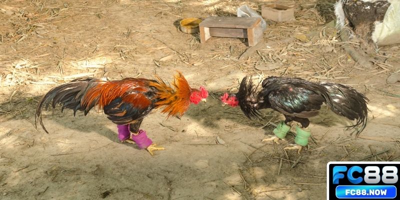 Kèo cược đá gà WS168 cập nhật thưởng hấp dẫn