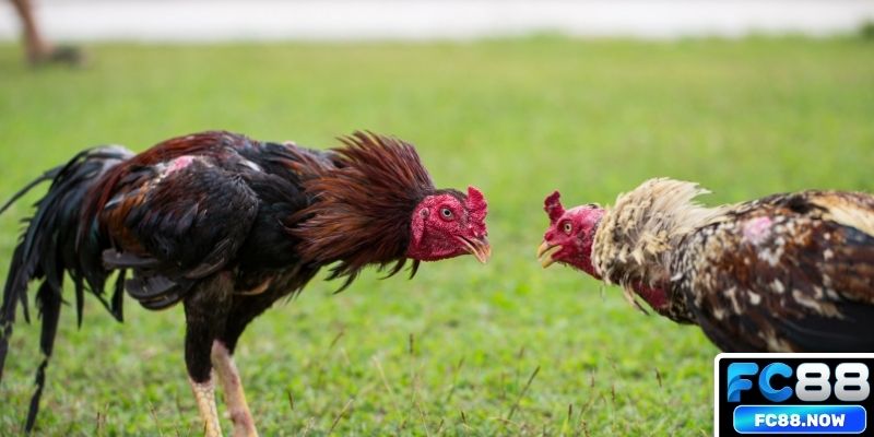 Top hình thức giải trí ấn tượng tại đá gà GA28