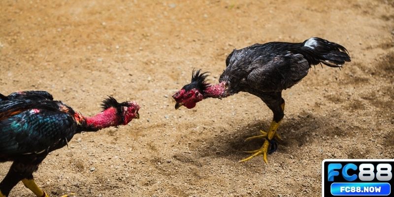 Từng bước đặt kèo chọi kê cho hội viên